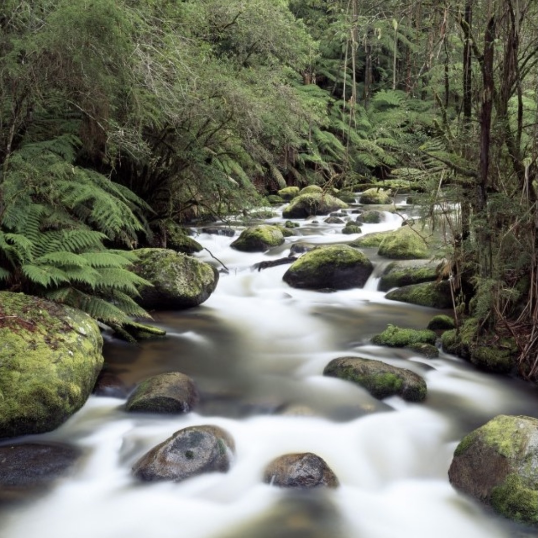 Stagnant Water – Carol J German